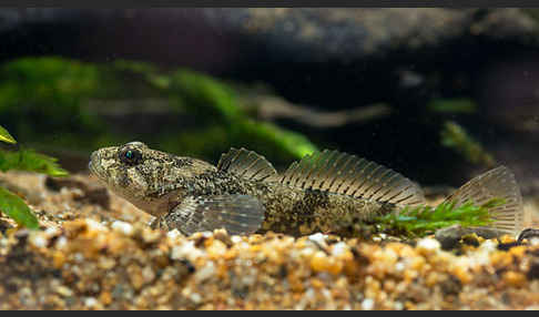 Westgroppe (Cottus gobio)