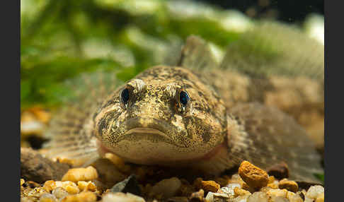 Westgroppe (Cottus gobio)