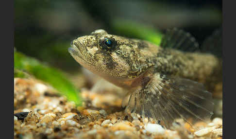 Westgroppe (Cottus gobio)