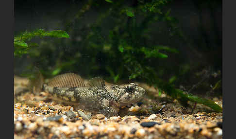 Westgroppe (Cottus gobio)