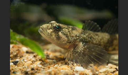 Westgroppe (Cottus gobio)