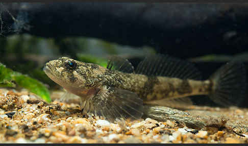 Westgroppe (Cottus gobio)