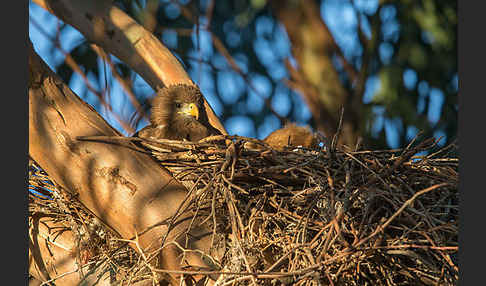 Schmarotzermilan (Milvus migrans parasitus)