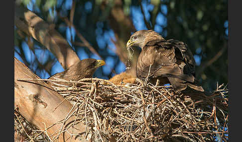 Schmarotzermilan (Milvus migrans parasitus)