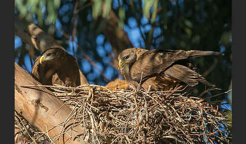 Schmarotzermilan (Milvus migrans parasitus)