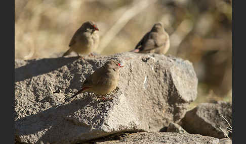 Senegalamarant (Lagonosticta senegala)