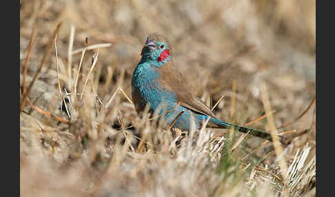 Schmetterlingsastrild (Uraeginthus bengalus)