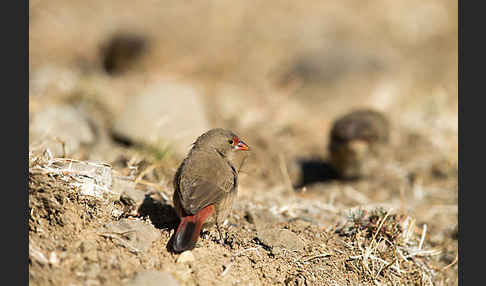 Senegalamarant (Lagonosticta senegala)