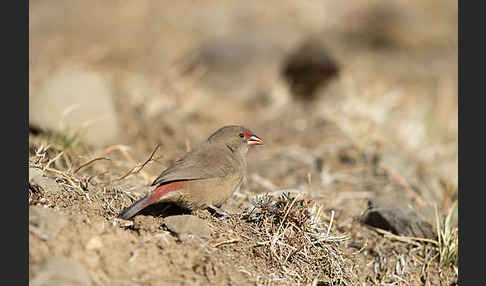 Senegalamarant (Lagonosticta senegala)