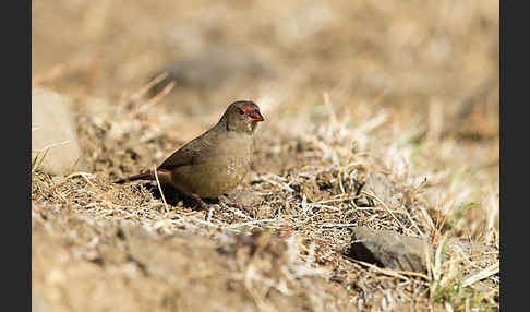 Senegalamarant (Lagonosticta senegala)