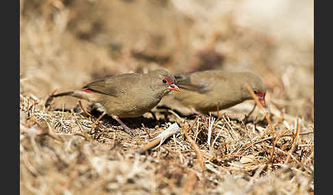 Senegalamarant (Lagonosticta senegala)