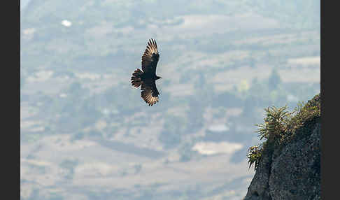 Kaffernadler (Aquila verreauxii)