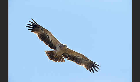 Savannenadler (Aquila rapax)