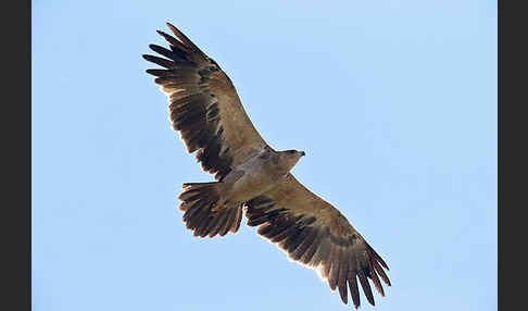 Savannenadler (Aquila rapax)