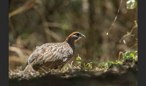 Erckelfrankolin (Pternistis erckelii)