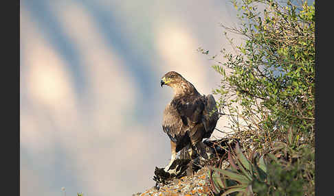 Savannenadler (Aquila rapax)