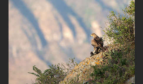 Savannenadler (Aquila rapax)