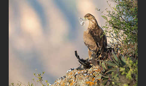 Savannenadler (Aquila rapax)