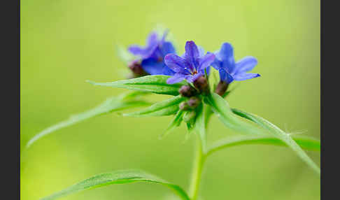 Purpurblaue Rindszunge (Buglossoides purpurocaerulea)