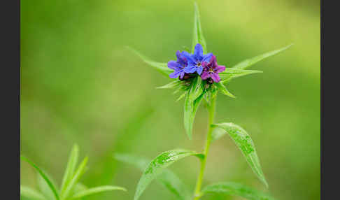 Purpurblaue Rindszunge (Buglossoides purpurocaerulea)