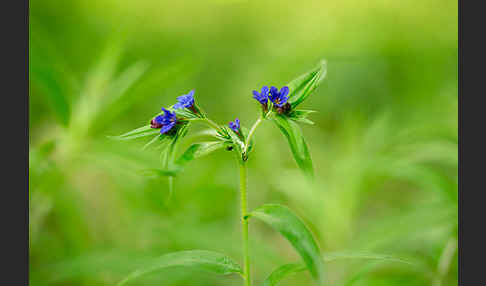 Purpurblaue Rindszunge (Buglossoides purpurocaerulea)