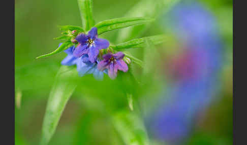 Purpurblaue Rindszunge (Buglossoides purpurocaerulea)