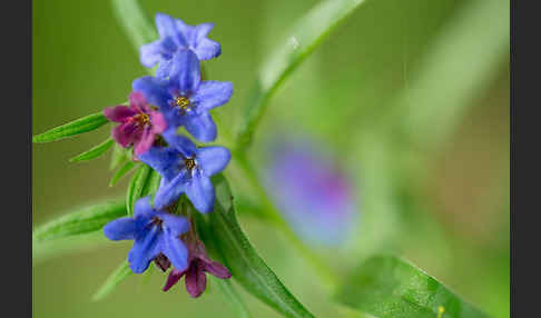 Purpurblaue Rindszunge (Buglossoides purpurocaerulea)