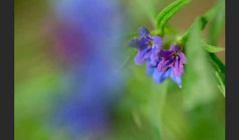 Purpurblaue Rindszunge (Buglossoides purpurocaerulea)