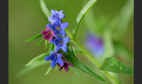 Purpurblaue Rindszunge (Buglossoides purpurocaerulea)