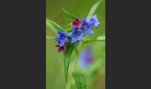 Purpurblaue Rindszunge (Buglossoides purpurocaerulea)