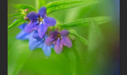 Purpurblaue Rindszunge (Buglossoides purpurocaerulea)