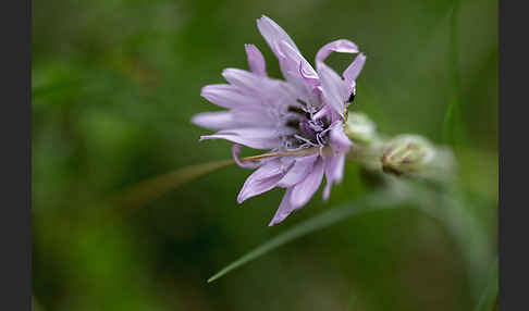 Violette Schwarzwurzel (Scorzonera purpurea)