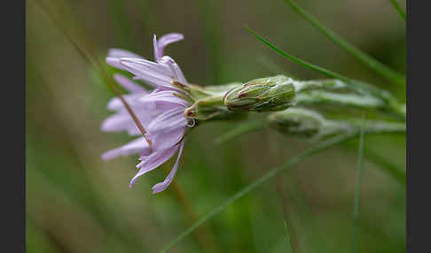 Violette Schwarzwurzel (Scorzonera purpurea)