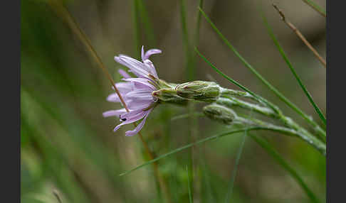 Violette Schwarzwurzel (Scorzonera purpurea)