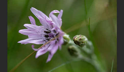 Violette Schwarzwurzel (Scorzonera purpurea)