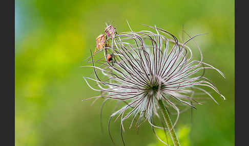 Wiesen-Kuhschelle (Pulsatilla pratensis)