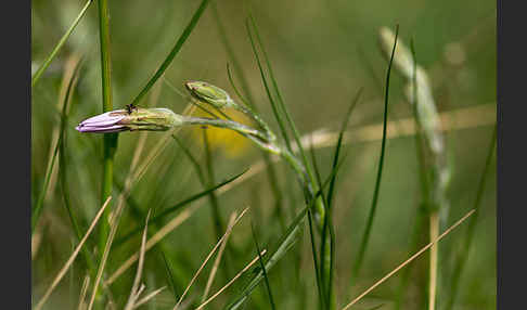 Violette Schwarzwurzel (Scorzonera purpurea)