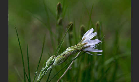 Violette Schwarzwurzel (Scorzonera purpurea)