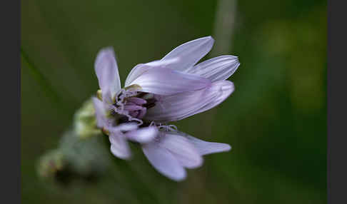 Violette Schwarzwurzel (Scorzonera purpurea)