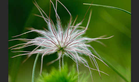 Wiesen-Kuhschelle (Pulsatilla pratensis)