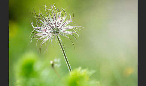 Wiesen-Kuhschelle (Pulsatilla pratensis)