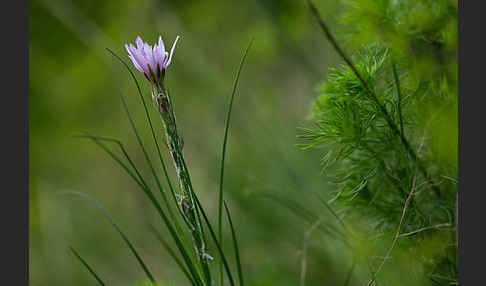 Violette Schwarzwurzel (Scorzonera purpurea)