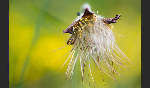 Wiesen-Kuhschelle (Pulsatilla pratensis)