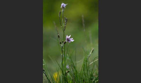 Violette Schwarzwurzel (Scorzonera purpurea)