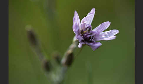 Violette Schwarzwurzel (Scorzonera purpurea)