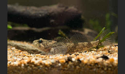 Westgroppe (Cottus gobio)