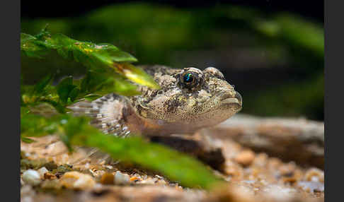 Westgroppe (Cottus gobio)