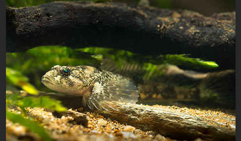 Westgroppe (Cottus gobio)