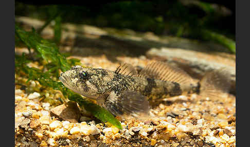 Westgroppe (Cottus gobio)