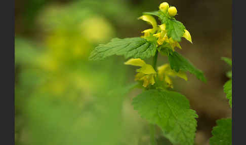 Echte Goldnessel (Lamium galeobdolon)